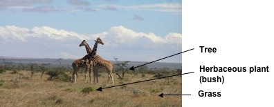 giraffes on savanna