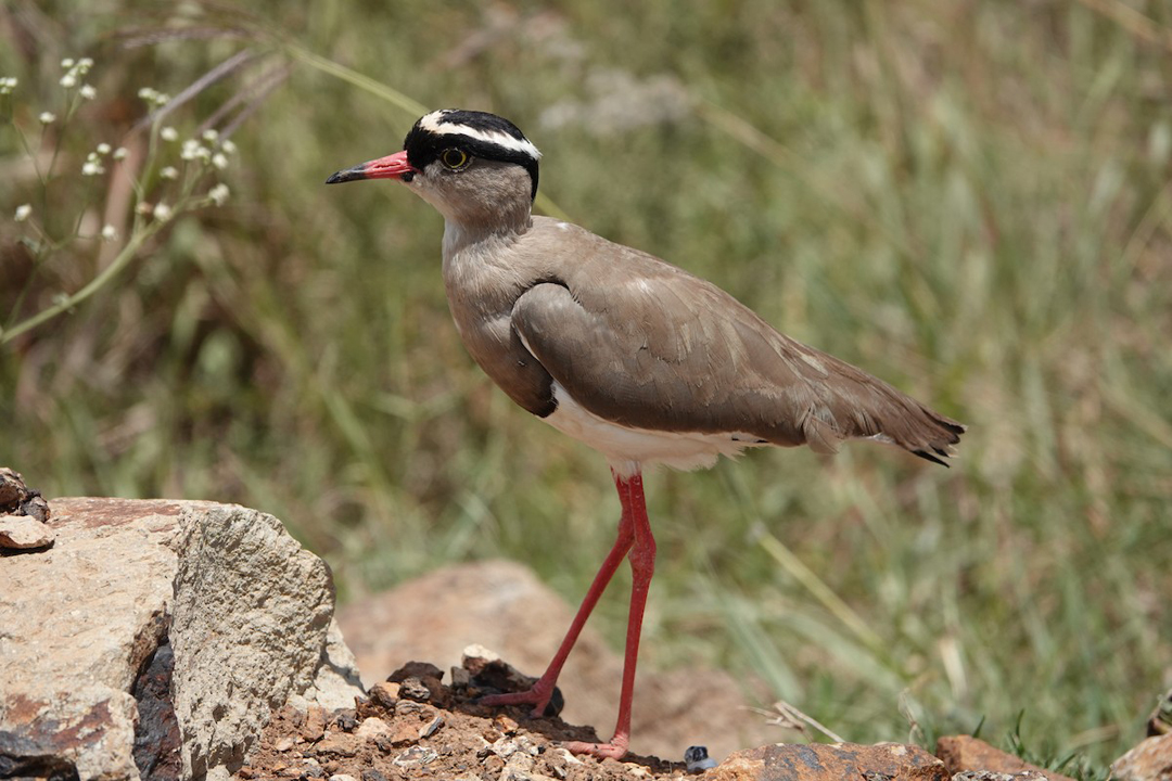 Crowned Lapwing (Plover)