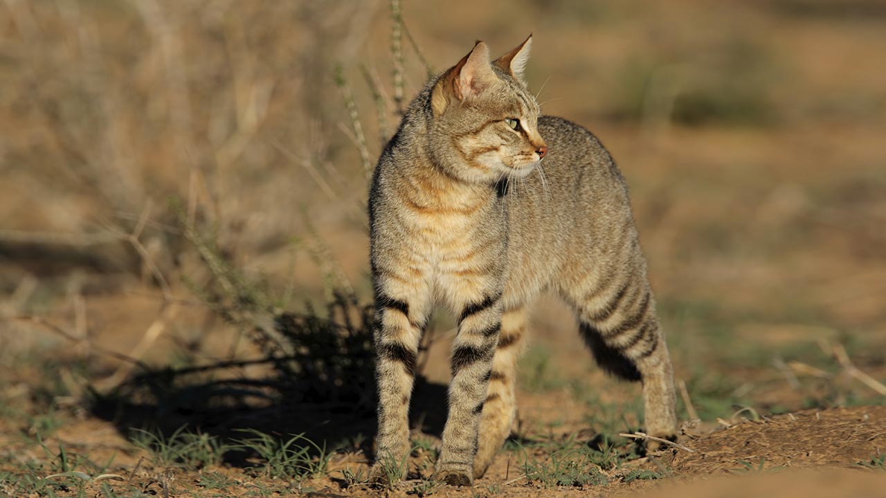 African Wildcat