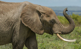Mpala’s Executive Director and Elephant Expert, Dr. Winnie Kiiru Answers Your Questions