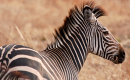 Realignments: A Zebra Story