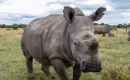 Sudan: Earth’s Last Male Northern White Rhino