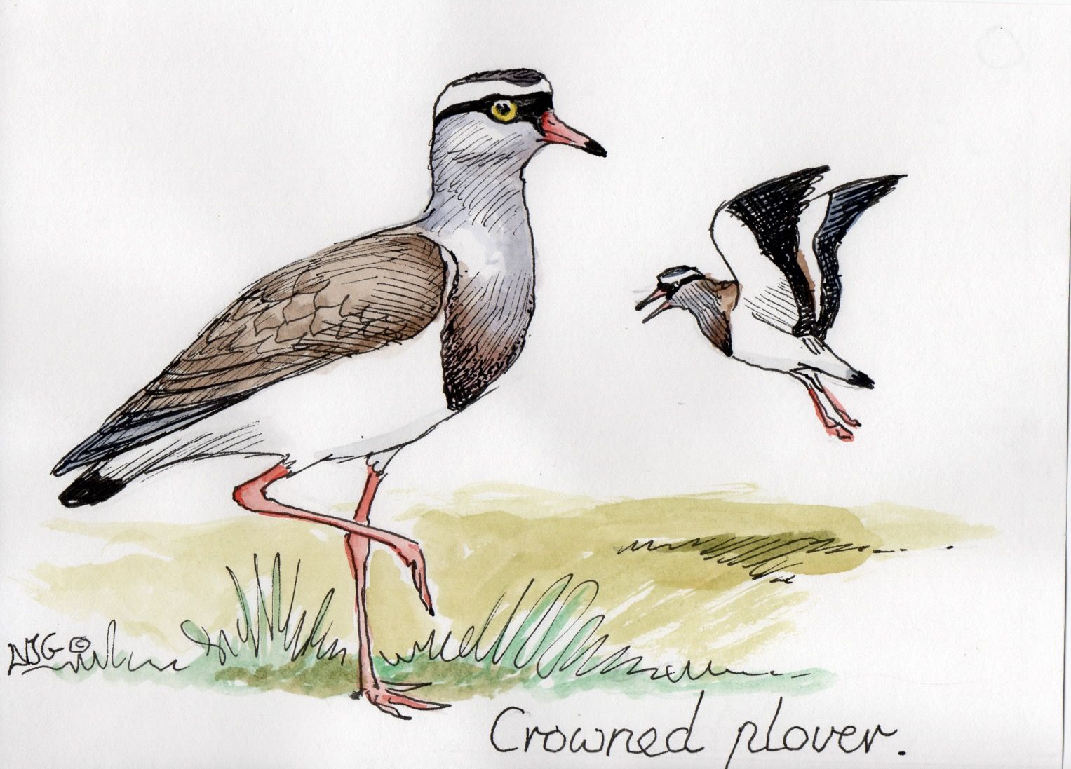 Crowned Lapwing (Plover)