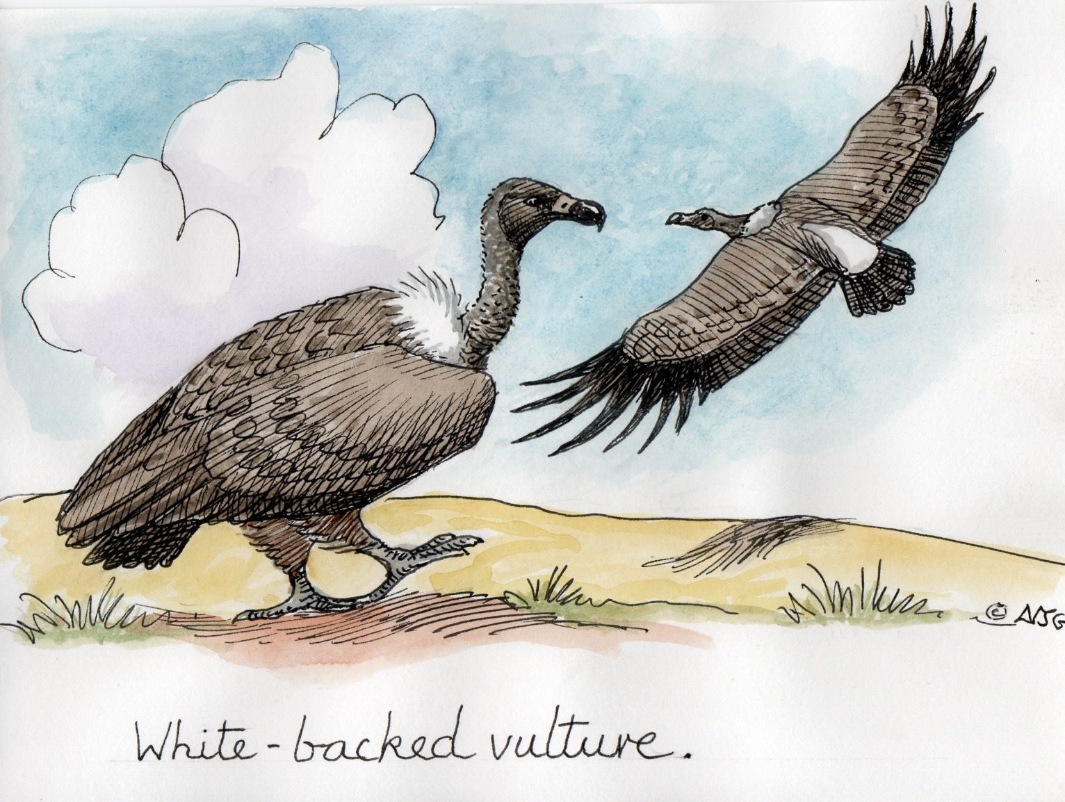 White-backed vulture, facts and photos