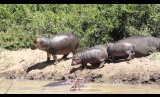 Young Hippos