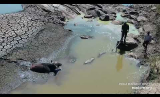 Rescuing a buffalo that was stuck in the mud