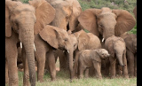 Wounded Elephant Finds Safe Haven