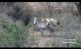 Lioness hunts and kills zebra on camera
