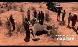 Speared elephant treated at Mpala Research Center
