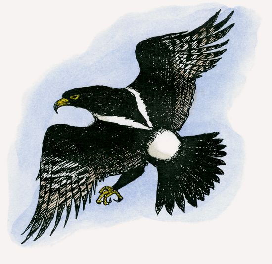 Verreaux’s Eagle