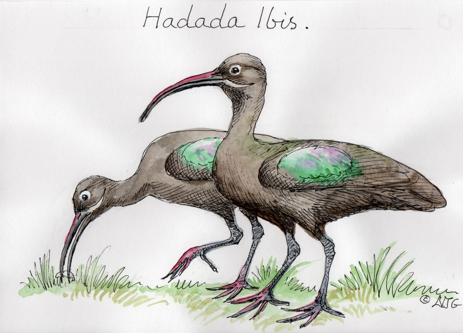 Hadada Ibis