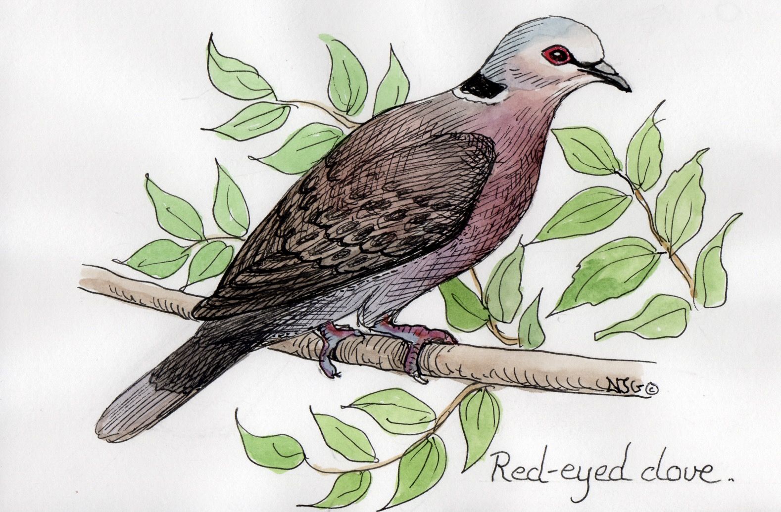Red-Eyed Dove