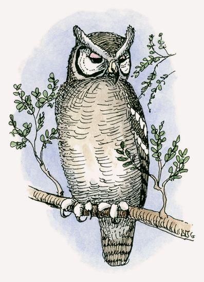 Verreaux’s Eagle-Owl