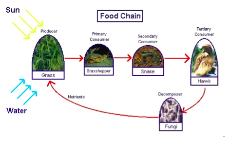 Lesson 4 Food Chains Mpalalive
