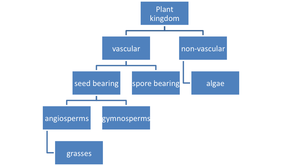 Lesson 4: Plant Classification | MpalaLive
