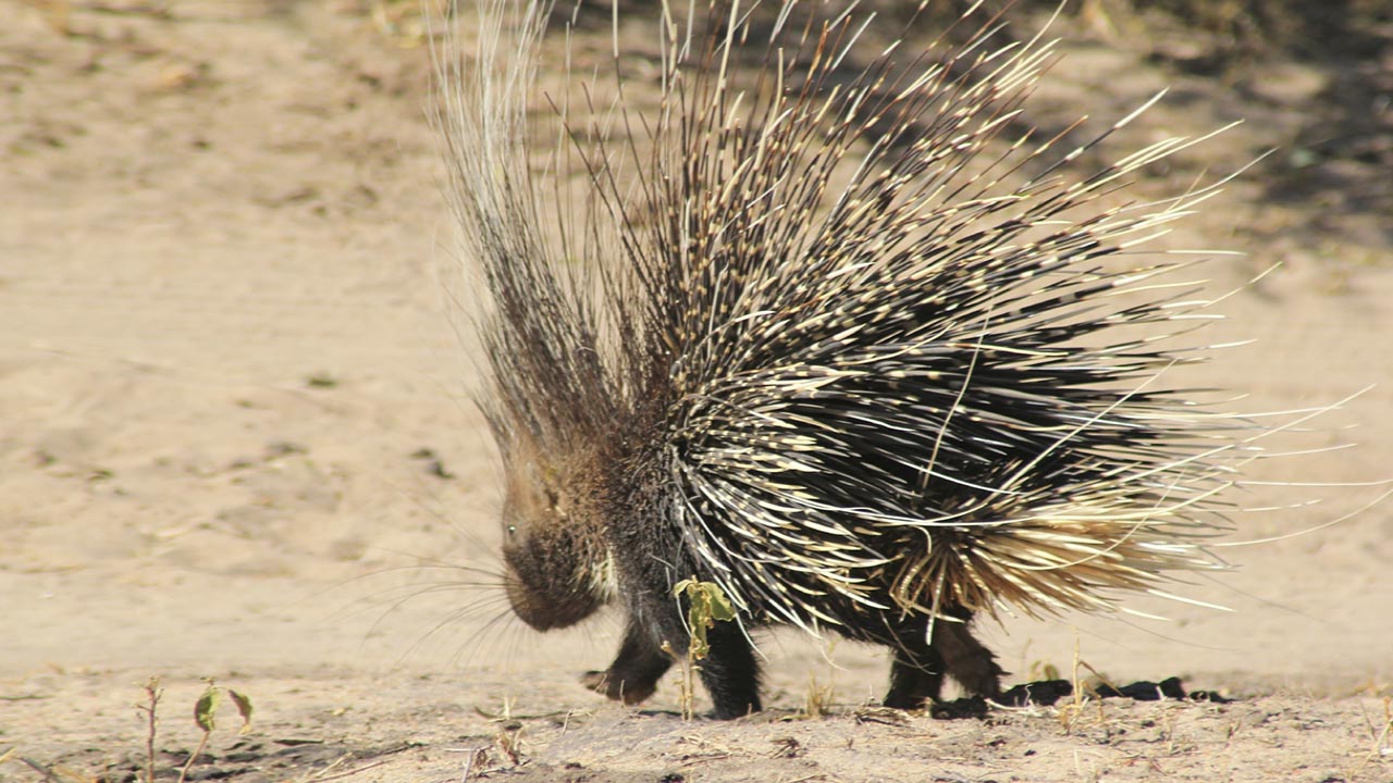 Mpala Live! Field Guide: Crested Porcupine | MpalaLive