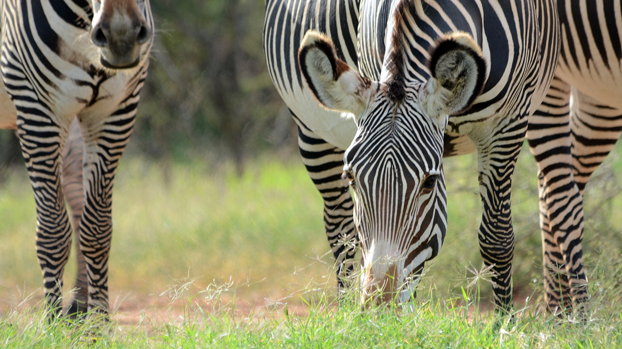 Mpala Live! Field Guide: Grevy's Zebra | MpalaLive
