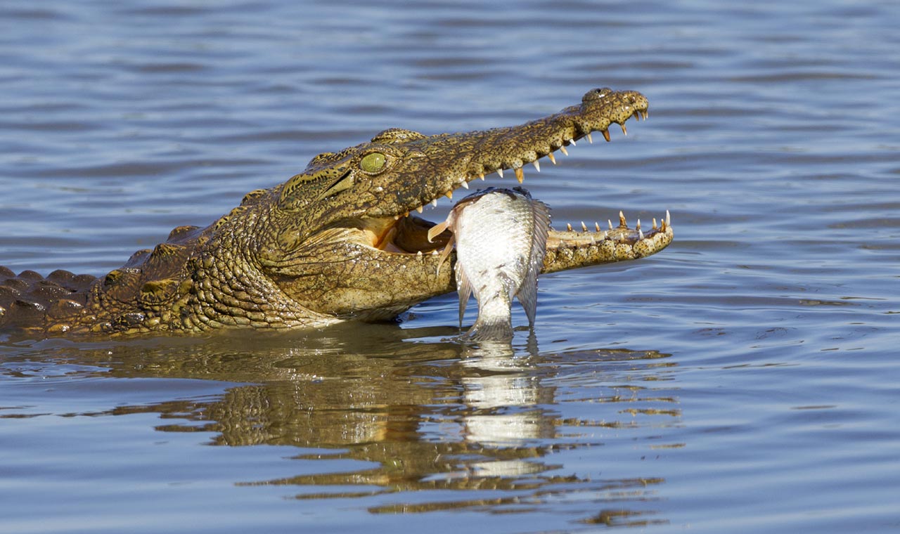 hunting and fishing crocs