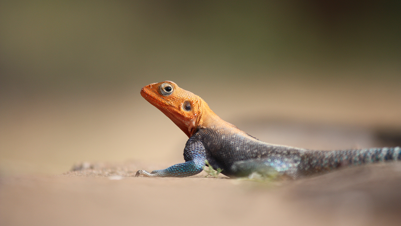 African Redhead Agama Facts