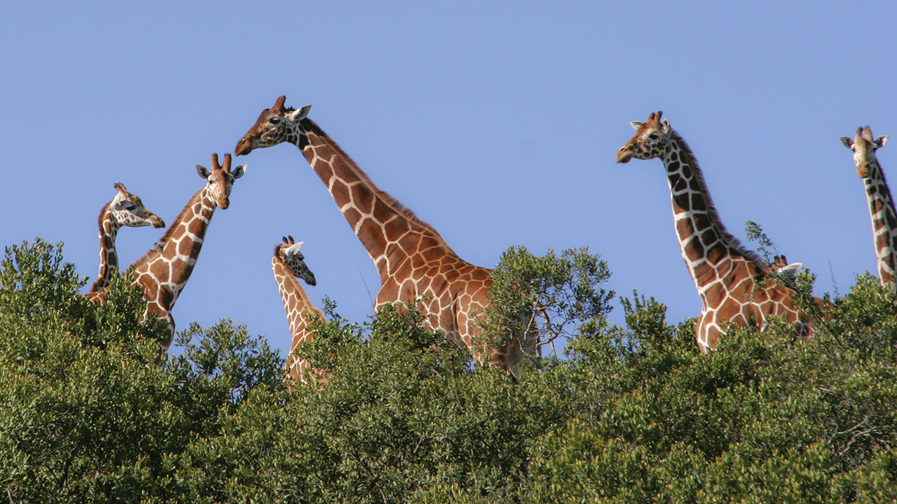 Mpala Live! Field Guide: Reticulated Giraffe | MpalaLive